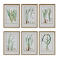 GRASS BOTANICAL STUDIES