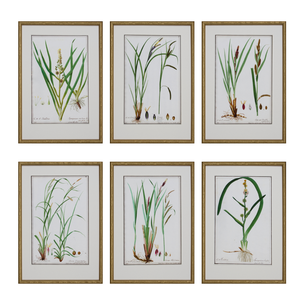 GRASS BOTANICAL STUDIES