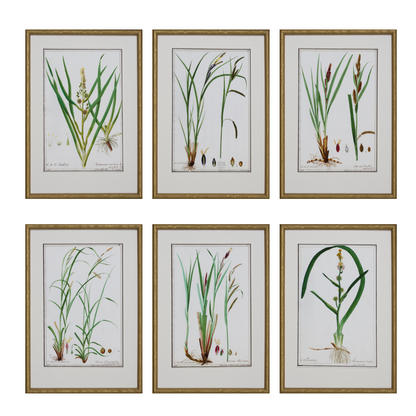 GRASS BOTANICAL STUDIES