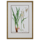 GRASS BOTANICAL STUDIES