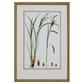 GRASS BOTANICAL STUDIES