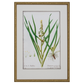 GRASS BOTANICAL STUDIES