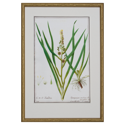 GRASS BOTANICAL STUDIES