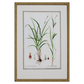 GRASS BOTANICAL STUDIES