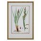GRASS BOTANICAL STUDIES