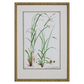 GRASS BOTANICAL STUDIES