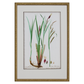 GRASS BOTANICAL STUDIES