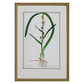 GRASS BOTANICAL STUDIES