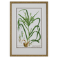 GRASS BOTANICAL STUDIES
