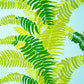 FERNS WALLPAPER