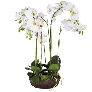 PHALAENOPSIS ORCHID BOWL DROP-IN 31.5"