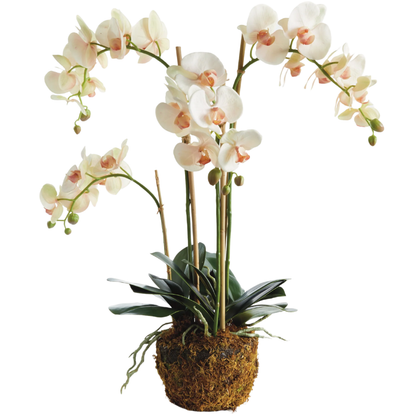 PHALAENOPSIS ORCHID DROP-IN 30"