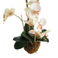 PHALAENOPSIS ORCHID DROP-IN 30"