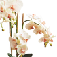PHALAENOPSIS ORCHID DROP-IN 30"