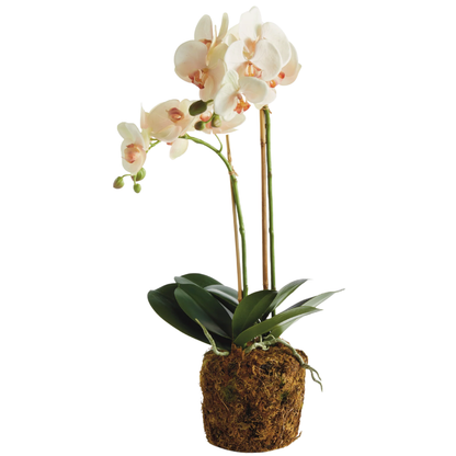 PHALAENOPSIS ORCHID DROP-IN 23"