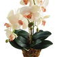 PHALAENOPSIS ORCHID DROP-IN 23"