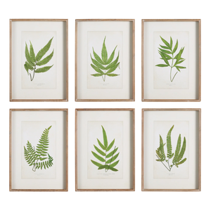 FRAMED FERN LEAF STUDIES