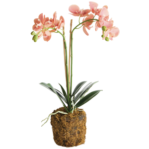 PHALAENOPSIS ORCHID DROP-IN 23"