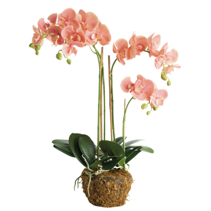 PHALAENOPSIS ORCHID DROP-IN 30"