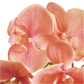 PHALAENOPSIS ORCHID DROP-IN 30"