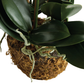 PHALAENOPSIS ORCHID DROP-IN 30"