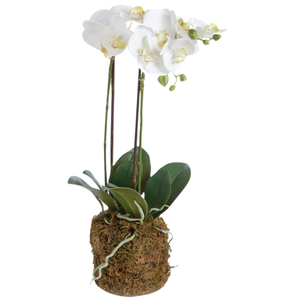 PHALAENOPSIS ORCHID DROP-IN 23"
