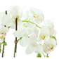 PHALAENOPSIS ORCHID DROP-IN 23"