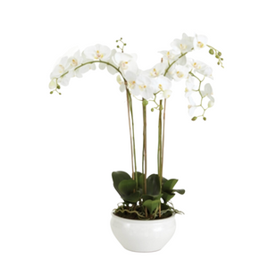 WHITE PHALAENOPSIS ORCHID IN CERAMIC BOWL