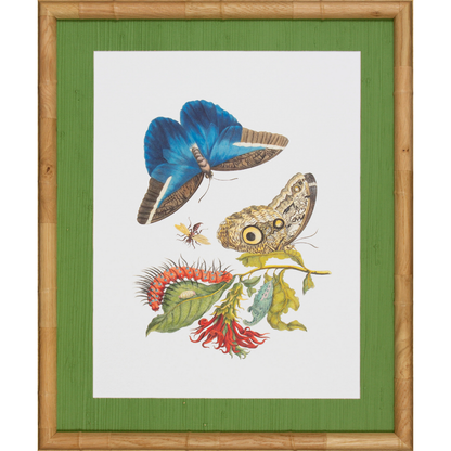 CLASSIC BOTANICAL ART