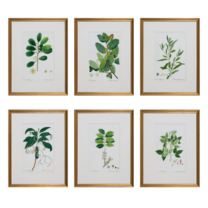 GARDEN STUDIES