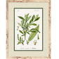 BOTANIC FORM ART
