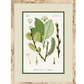 BOTANIC FORM ART