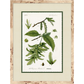 BOTANIC FORM ART