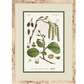 BOTANIC FORM ART