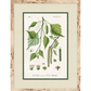 BOTANIC FORM ART