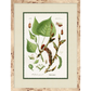 BOTANIC FORM ART