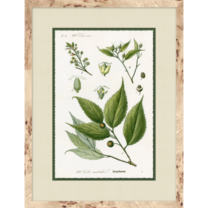BOTANIC FORM ART