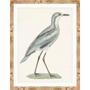 SHOREBIRD ART