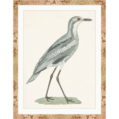 SHOREBIRD ART