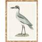 SHOREBIRD ART