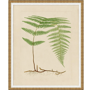 FERN STUDY