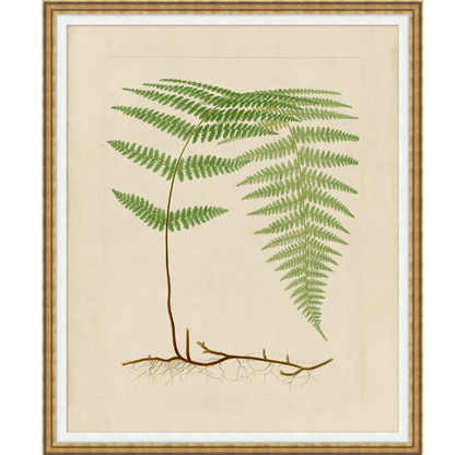 FERN STUDY