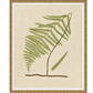 FERN STUDY