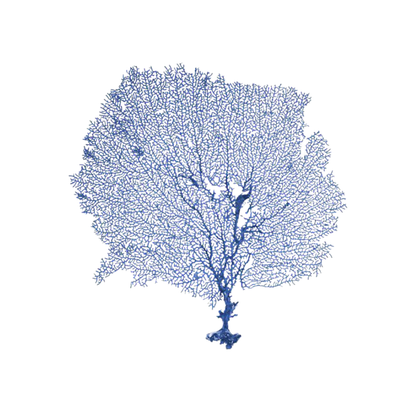 SEA FAN PRINT IN SHADOW BOX FRAME
