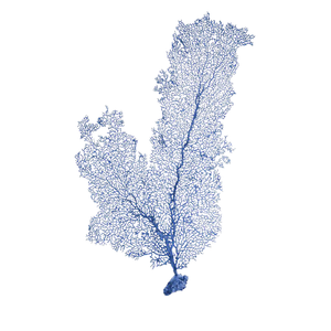 MEDIUM SEA FAN PRINT IN WHITE SHADOW BOX FRAME