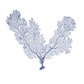 SEA FAN PRINT IN SHADOW BOX FRAME