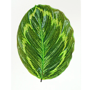 CALATHEA LEAF PRINT IN WHITE SHADOW BOX FRAME