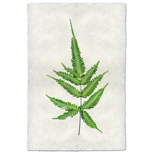FERN PRINT IN WALNUT SHADOW BOX FRAME