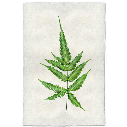 FERN PRINT IN WALNUT SHADOW BOX FRAME