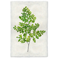 FERN PRINT IN WALNUT SHADOW BOX FRAME